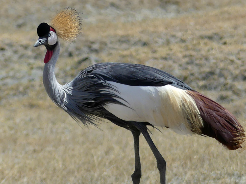 The beautiful Crowned Crane
