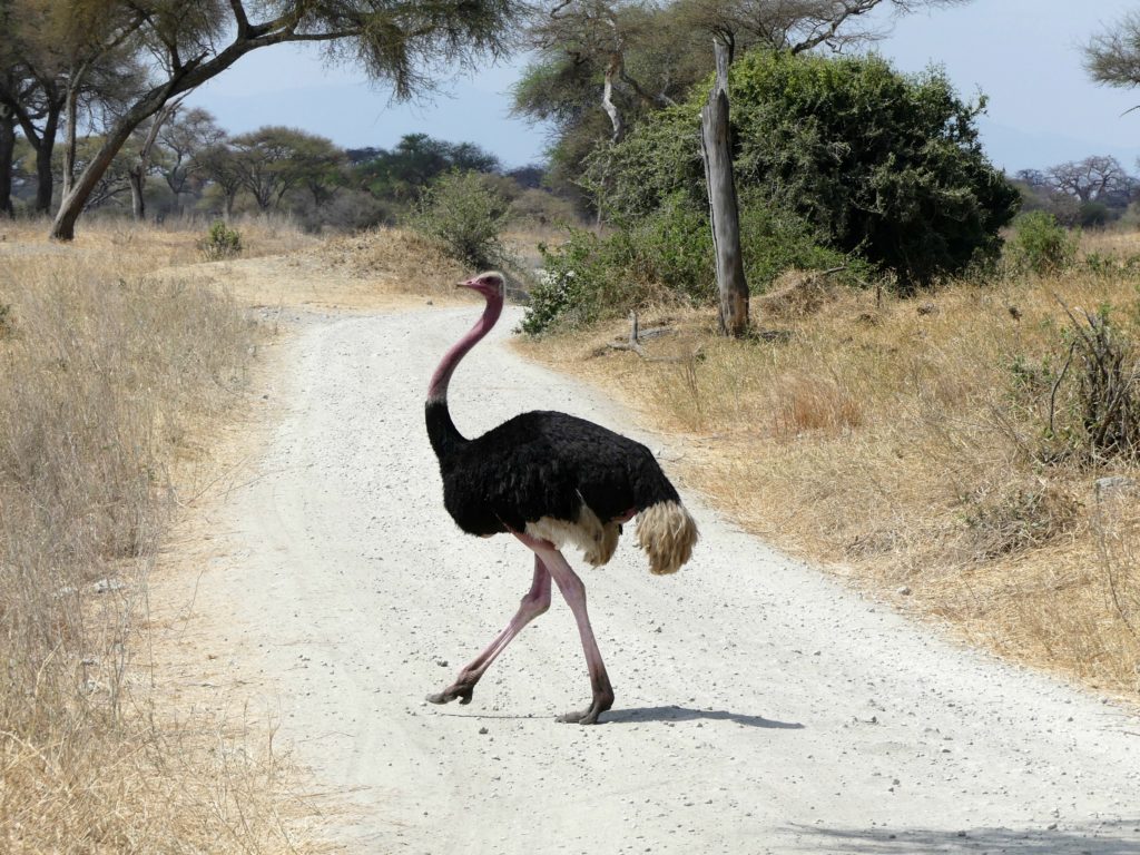 Male Ostrich crossing our path...
